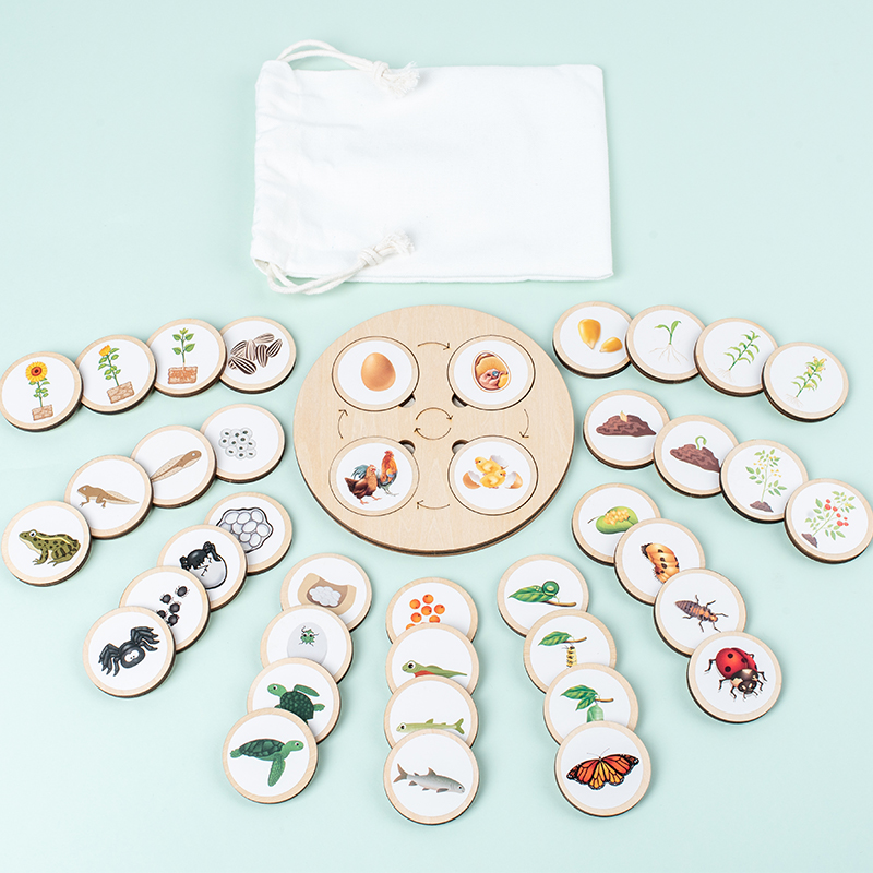 Life Cycle Board Montessori Ki - Montessori Shelf Toy ulasan dan harga
