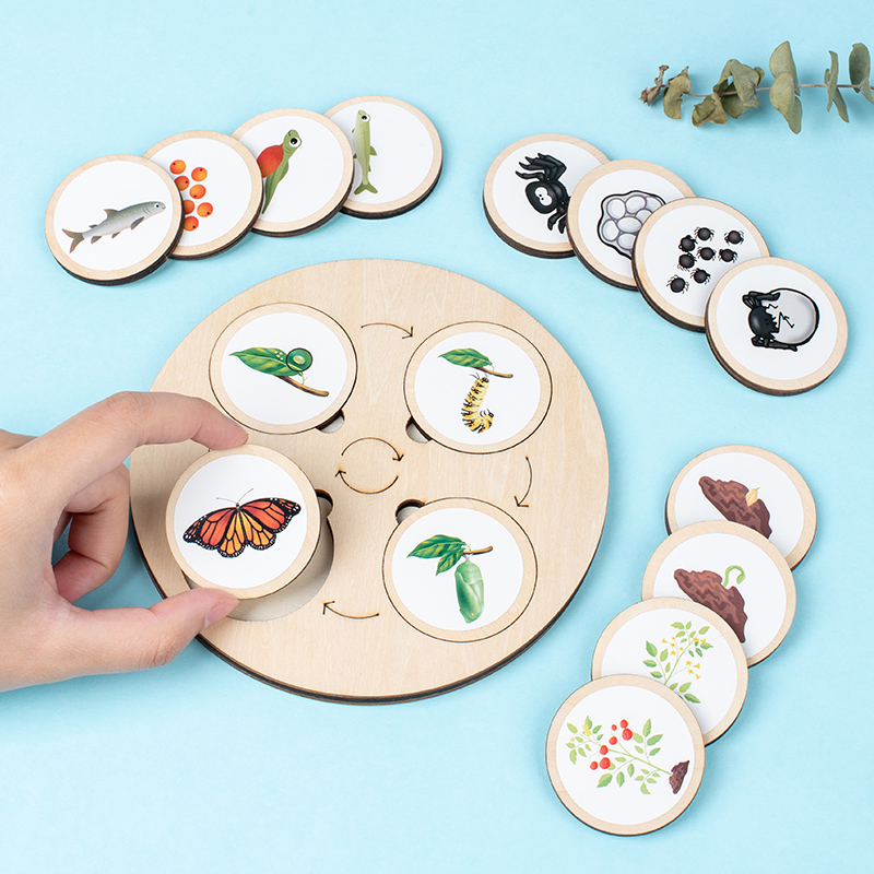 Life Cycle Board Montessori Ki - Montessori Shelf Toy ulasan dan harga
